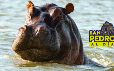 ¿Qué impacto ambiental ha traído al Magdalena Medio antioqueño la presencia de 170 hipopótamos?