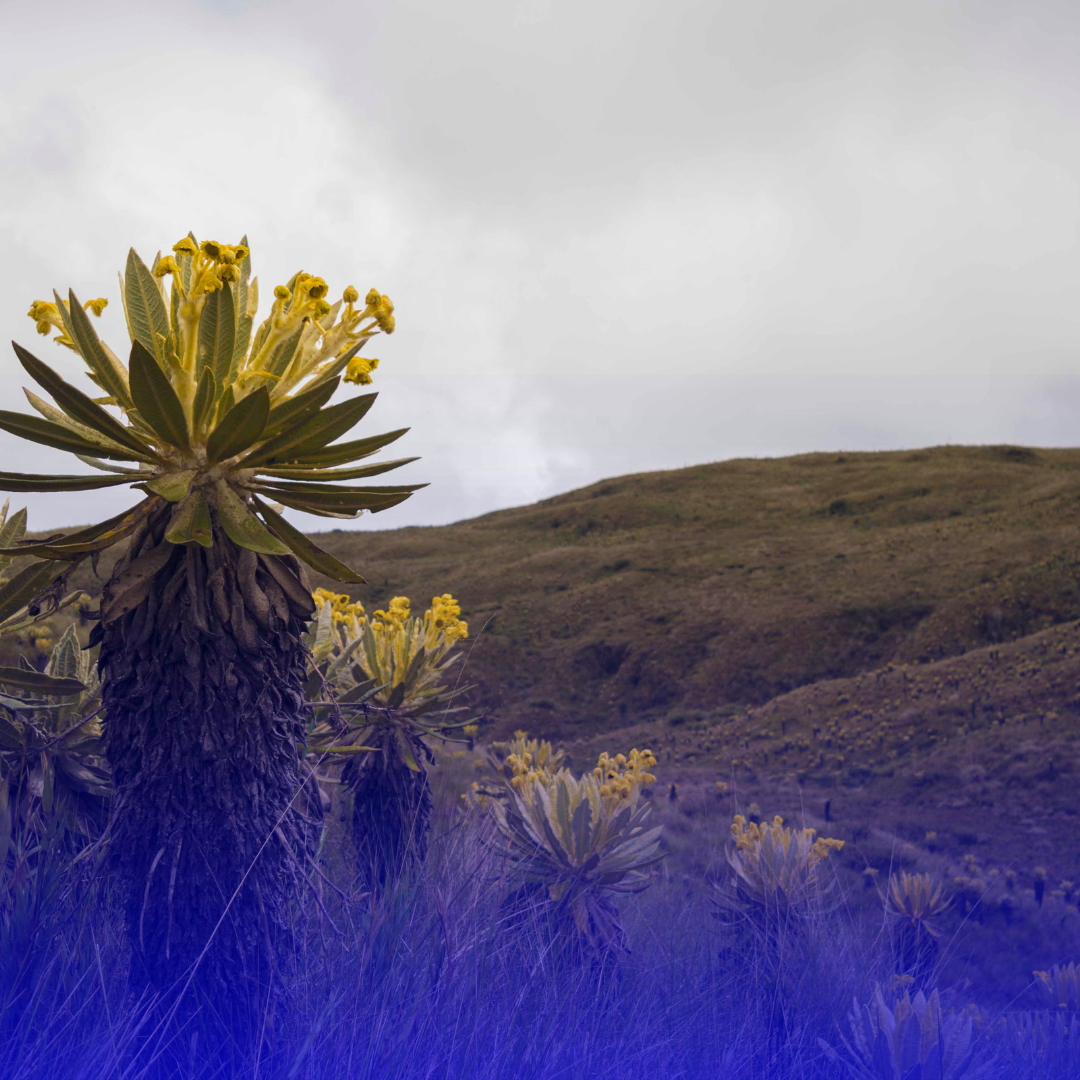 Corantioquia alerta minería, deforestación y turismo irresponsable en Páramo de Belmira