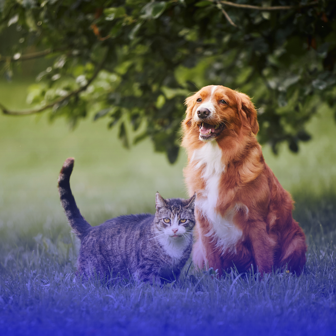 En ovejas se llevó a cabo jornada de vacunación contra la rabia en perros y gatos