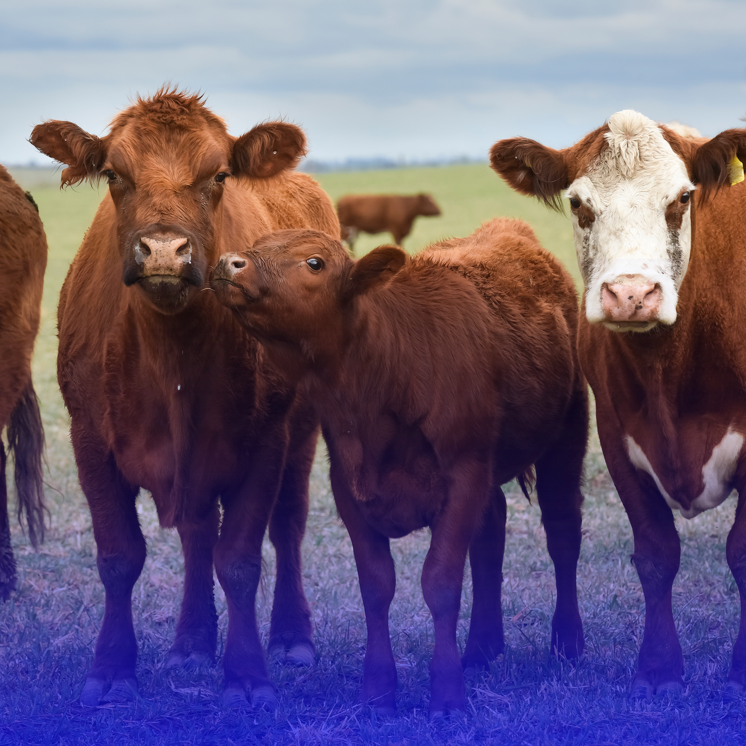 San Pedro de los Milagros acogerá jornada sobre tecnologías para una ganadería sostenible