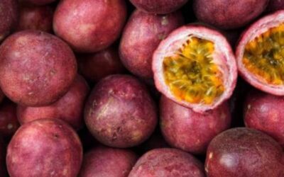 San Pedro de los Milagros apuesta por la gulupa como alternativa al sector lechero tradicional